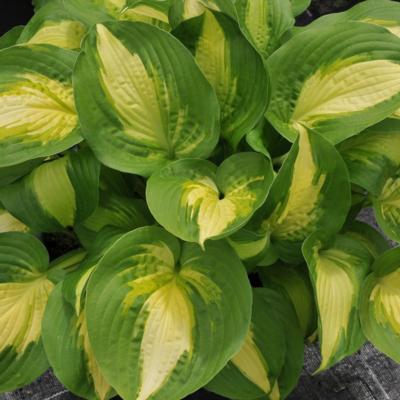 Hosta 'Summer Music'